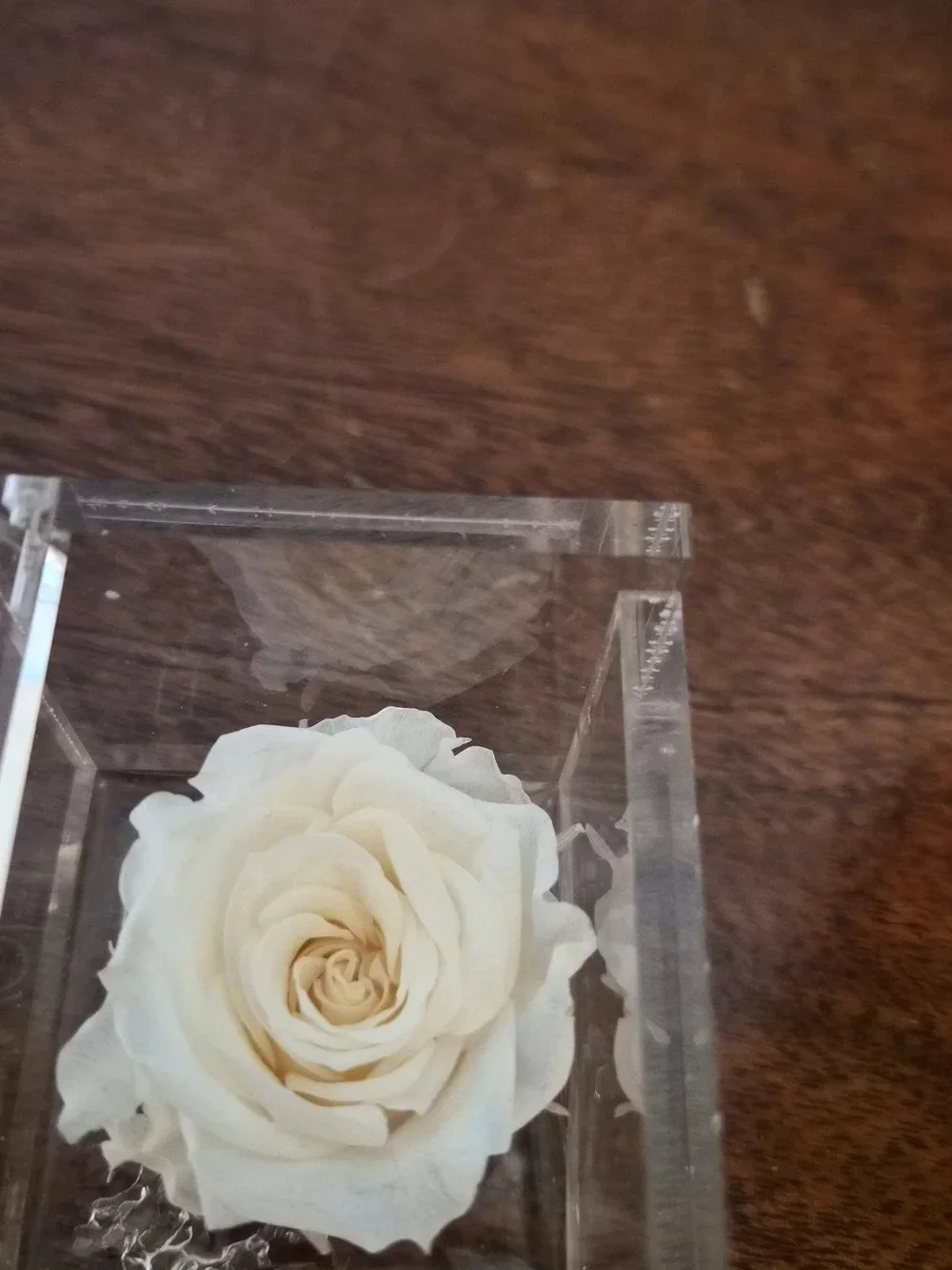 Preserved Cream Rose in Clear Acrylic Cube - Floral Keepsake